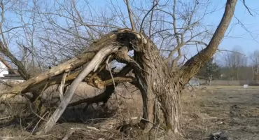 Uczmy się od przyrody jak walczyć o życie